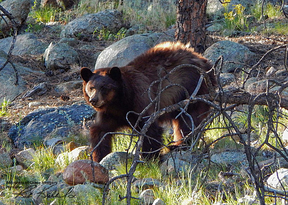 2017-07-03 -Mama Bear_edited