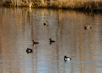 DSC_1026_edited