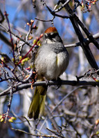 DSC_0011_edited