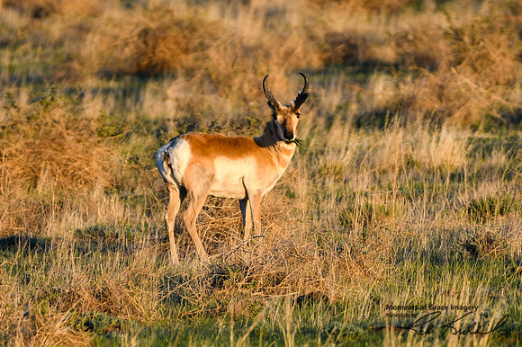 DSC_0397_edited
