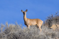 DSC_0625_edited - 2026-03-21 - Curious Whitetail doe