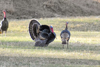 DSC_0688_edited - 2026-03-21