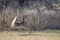 DSC_0585_edited - 2026-03-21 - Whitetail