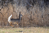 DSC_0584_edited - 2026-03-21 - Whitetail