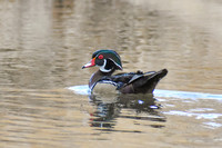 DSC_0750_edited - 2026-03-21