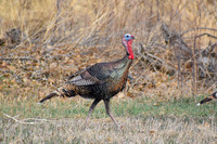 DSC_0661_edited - 2026-03-21