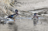 DSC_0782_edited - 2026-03-21