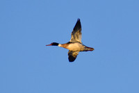 DSC_0530_edited - 2026-03-21 - Red-Breasted Merganser