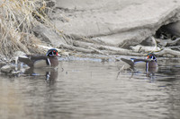 DSC_0766_edited - 2026-03-21