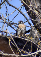 DSC_0556_edited - 2026-03-21 - American Kestrel