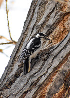 DSC_0817_edited - 2026-03-21 - Hairy Woodpecker