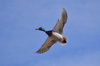 DSC_561_edited - 2026-03-21 - Mallard Drake in flight