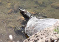 DSC_0649-1 - Spiney Softshell Turtle