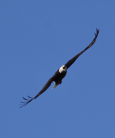DSC_0894-1 - Angry Mama Eagle