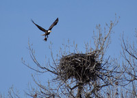 DSC_0946-1 - Coming in with lunch.