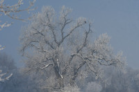 DSC_7967_edited-1