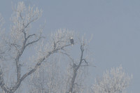 DSC_7966_edited-1
