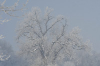 DSC_7966_edited