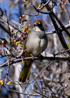 DSC_0008_edited
