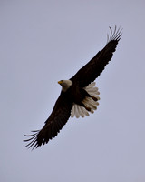 Eagles - Owls - Raptors