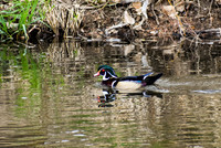Waterfowl