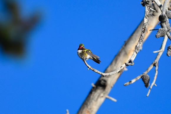 DSC_6382_edited - Broad-tailed hummingbird (Male)