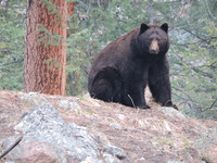 Huge Black Bear - 2026-05-24 - RMNP - Photo Credit to Nicolas St Peter - borrowed from FB.