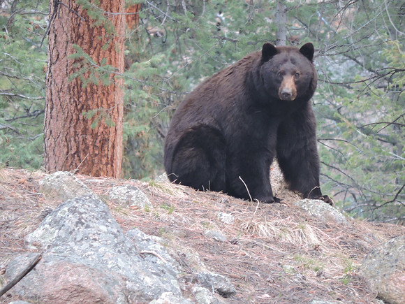 Huge Black Bear - 2026-05-24 - RMNP - Photo Credit to Nicolas St Peter - borrowed from FB.
