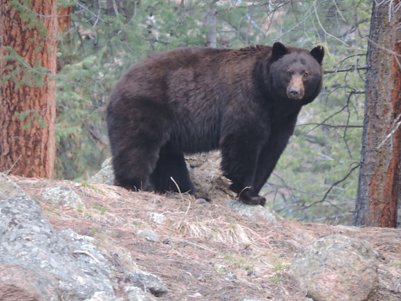Huge Black Bear-1 - 2026-05-24 - RMNP - Photo Credit to Nicolas St Peter - borrowed from FB
