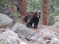 Huge Black Bear - 2 - 2026-05-24 - RMNP - Photo Credit to Nicolas St Peter - borrowed from FB.