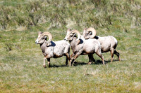 DSC_1520_edited-1