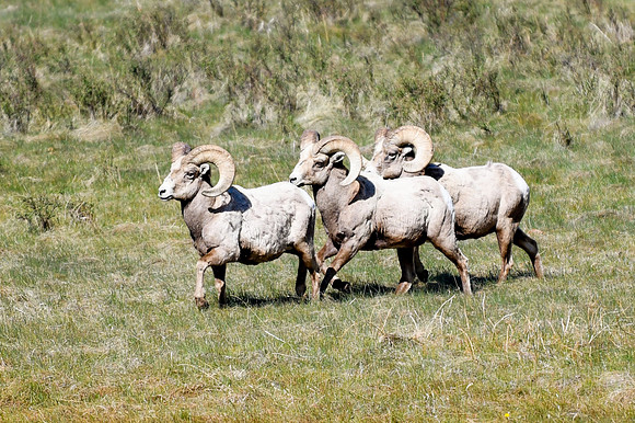 DSC_1520_edited-1
