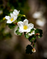 DSC_1696_edited