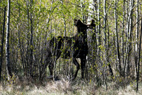DSC_1513_edited