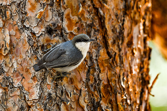 DSC_1635_edited