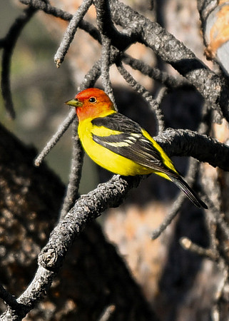 DSC_2646_edited_edited