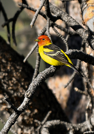 DSC_2646_edited