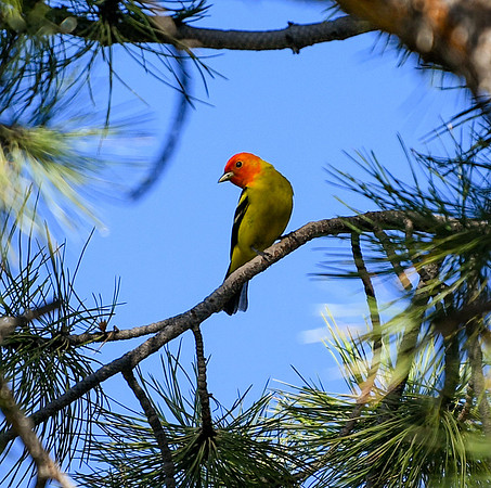DSC_2375_edited