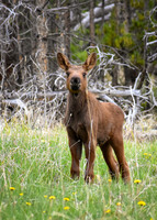 DSC_0386_edited-2