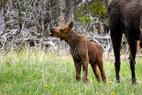 DSC_0376_edited-2