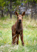 DSC_0417_edited