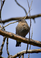 DSC_0599_edited