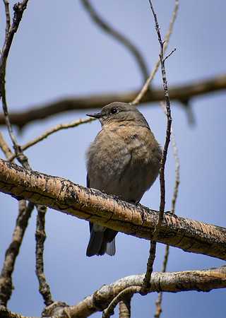 DSC_0599_edited