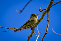 DSC_0573_edited - Western Flycatcher