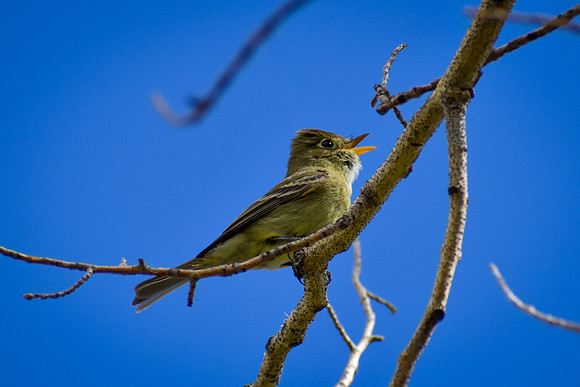 DSC_0573_edited - Western Flycatcher