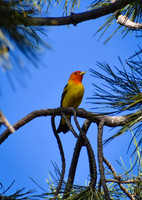 DSC_0682_edited