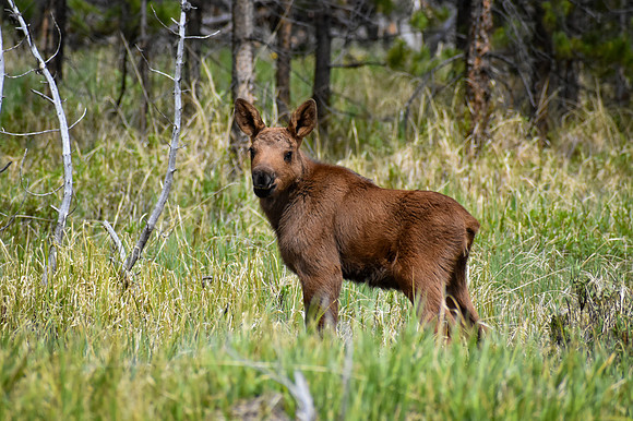 DSC_518_edited