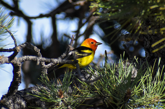 DSC_0745_edited