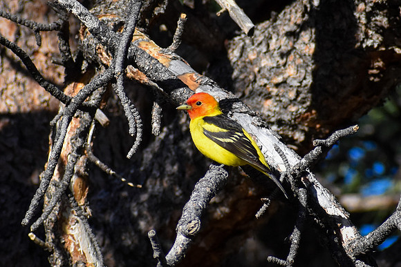 DSC_0915_edited-3