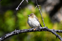 DSC_0245_edited